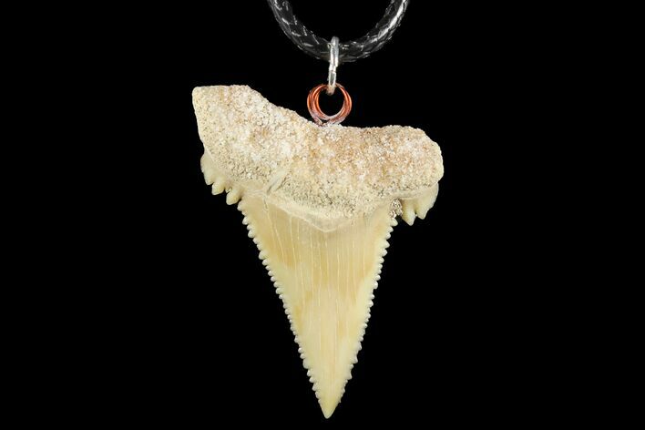 Fossil Shark (Palaeocarcharodon) Tooth Necklace -Morocco #110251